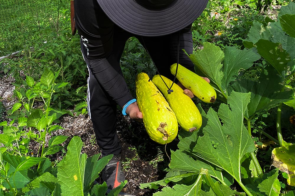 Person in a sun hat holding an armful of freshly harvested yellow squash gathered from a thriving summer garden.