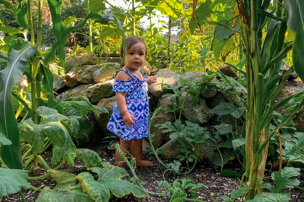 Growing for Seven Generations Young child in a blue dress standing among tall corn stalks and garden plants beside a stone wall in a lush summer garden.